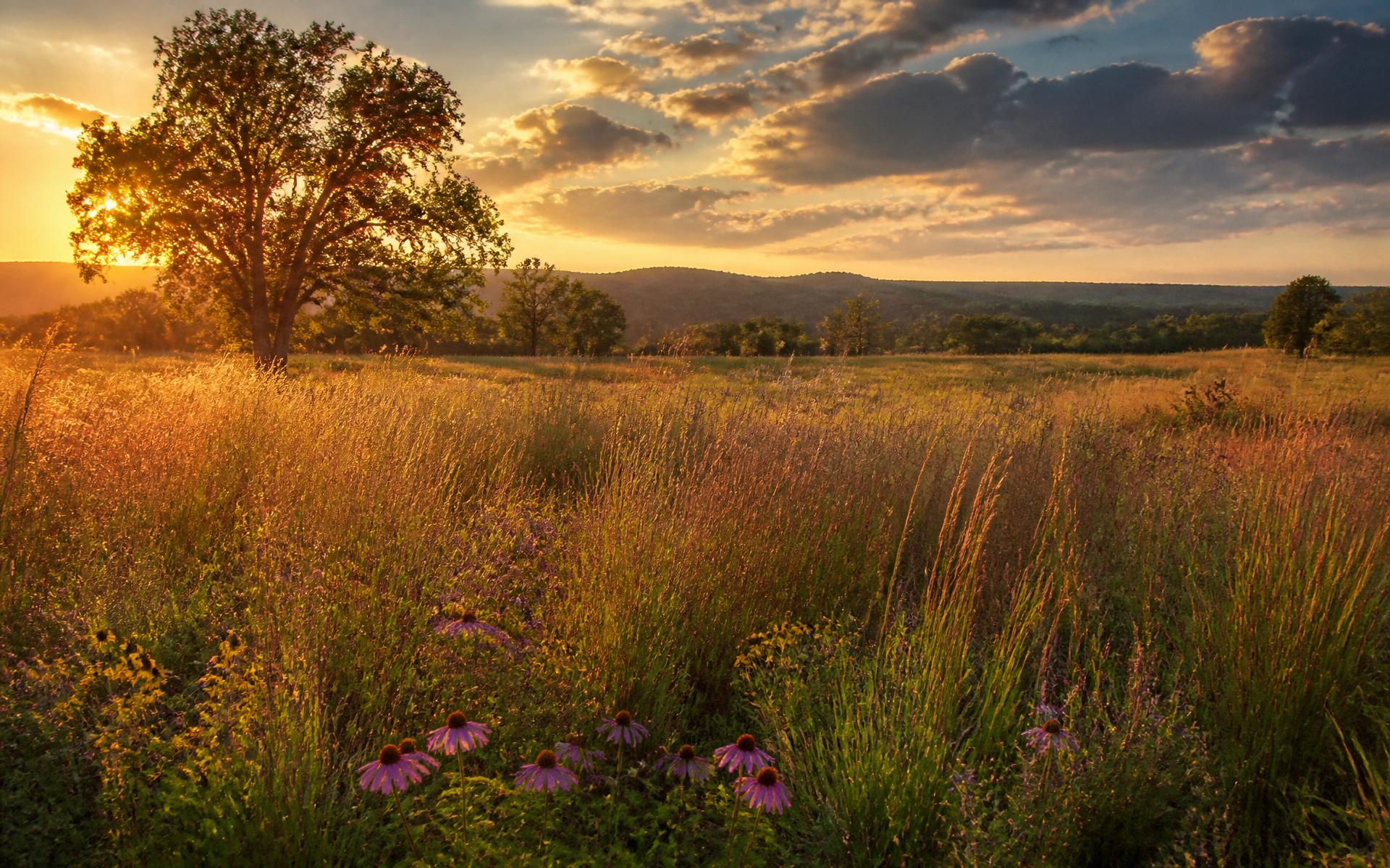 Wisconsin tallgrass prairie at sunset with a bur oak and native coneflowers