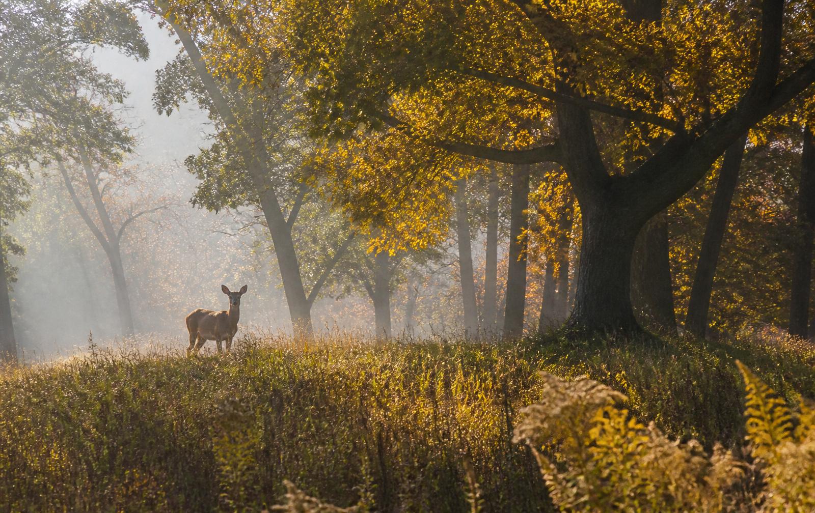 Whitetail deer in a Wisconsin oak savanna in autumn